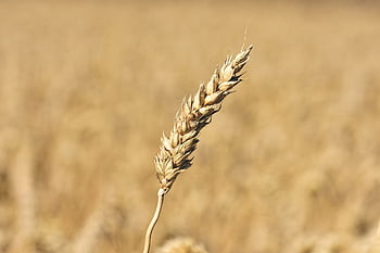 búza, gabonafélék, Vág, természet, búza tüske, búza fül, mezőgazdaság, növény, közelkép