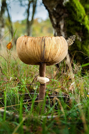muchomůrka, podzim, zblízka, divoké houby, výtrus, houba na mytí, houba, Příroda, plodnic, druhy houby, věda o houbách