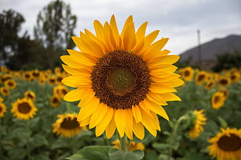 maravilla, amarillo, flor, naturaleza, campo, girasol, planta