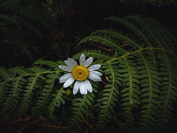 daisy, fern, nature, flower, blossom, marguerite Daisy, macro, marguerite, moody, spring