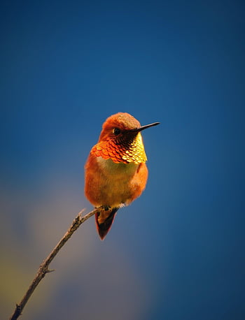 hummingbird, rufous, bird, ornithology, species, fauna, nature, avian, animal, wildlife, beak