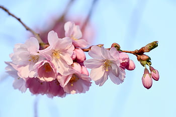cherry Blossoms, pink Flowers, ornamental Cherry, spring, flourishing Tree, spring Blossoms, nature, bloom, sakura
