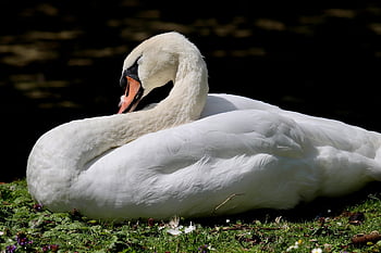 cygne muet, cygne blanc, oiseau d'eau, la nature, oiseau, plumage, col de cygne, animal, le bec, plumes