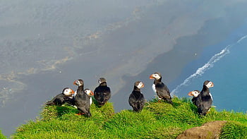 puffin, ptáků, útes, atlantický puffin, zvířat, volně žijících živočichů, peří, oranžový zobák, kolonie, moře, Příroda
