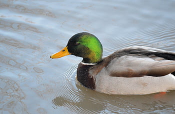 fugl, sø, vand fugl, duck dam, dyr, svømme, næb, fjerdragt, dyreliv, Dam, vand