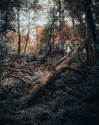 fallen tree, autumn forest, rich foliage, mystical forest, prominent fallen tree, autumn beauty, forest scenery, natural landscape, forest floor, tree roots, forest environment