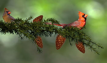 cardinals, bird, branches, perched, male Bird, female Bird, redbirds, red Cardinals, songbirds, animals, wildlife