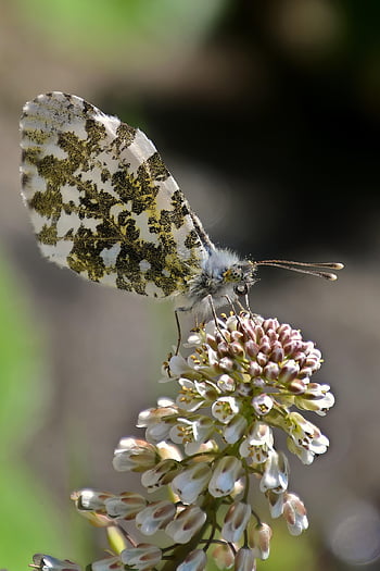 large Marble, large Marble Butterfly, flowers, pollination, variegated Butterfly, winged Insect, insect, insect World, flower Background, beautiful Flowers, flower Wallpaper