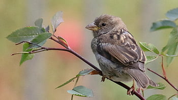 sparrow, bird, animal, house Parrow, juvenile Bird, young Bird, fauna, nature, branch, perched