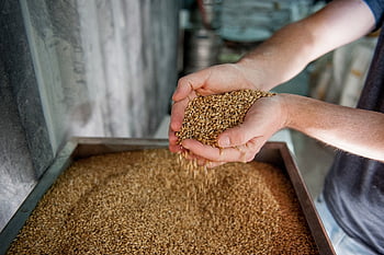 malţ, bere, producere, orz, fabrică de bere, băuturi