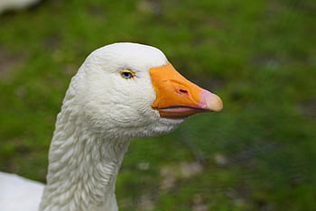 husa, pták, vodní ptáci, vodní pták, Příroda, zvíře, peří, bílá husa, beek, drůbež