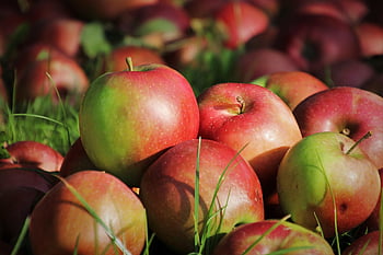 mele, frutta, fresco, raccogliere, produrre, biologico, mele mature, meleto, frutteto, maturo, mele fresche