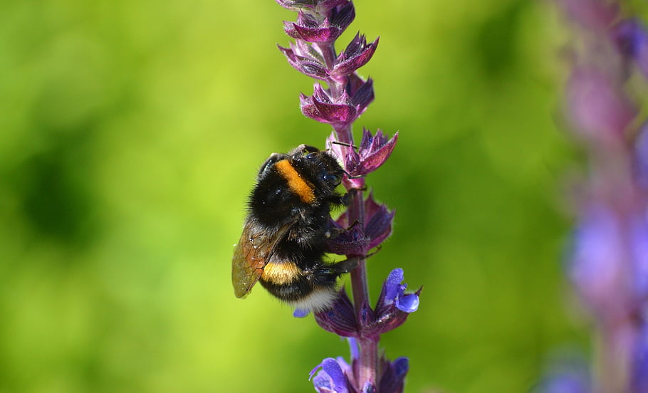 bumblebee, beautiful Flowers, insect, pollination, nectar, hymenoptera, collect, blossom, bloom, flower, summer