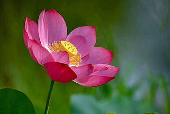 roze lotusbloem, detailopname, volle bloei, delicate bloemblaadjes, heldergeel centrum, verbluffende bloem, natuurfotografie, bloemenbeeld, lotusbloei, roze bloemblaadjes, geel centrum