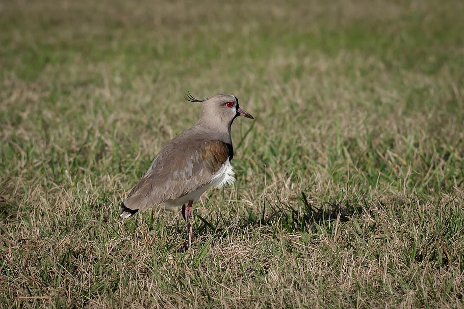 野鳥、 鳥類学、 フィールド、 バードウォッチング、 草、 動物、 自然、 野生動物