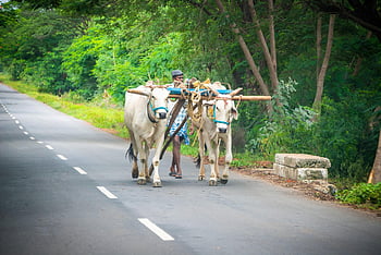 contadino, torello, carrello, India, Mohan, nannapaneni, villaggio