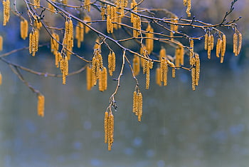 버들개지, 꽃, 꽃 배경, 엷은 갈색, 자연, 나무, 봄, 분기, 꽃 벽지, 아름다운 꽃들, 물