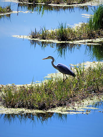 heron, river, avian, bird, oviparous, fauna, ornithology, nature, marsh, mangrove Swamp, water