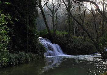 agua, verde, natureza, zoo