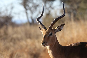 impala, lunghe corna, Pragre selvatiche, Bosveld, Sud Africa, messa a fuoco selettiva, avvicinamento, cervo, fotografia naturalistica, antilope