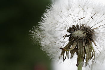 dandelion, seeds, meadow, the Delicacy, nuns, nature, sonchus Oleraceus