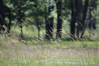 Kräuter, Prärie, Natur, Sommer-