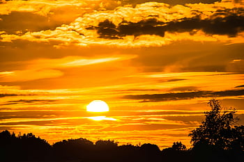 sunset, golden hour, tree silhouette, vibrant sky, dramatic sunset, landscape, clouds, nature, evening, sun, horizon