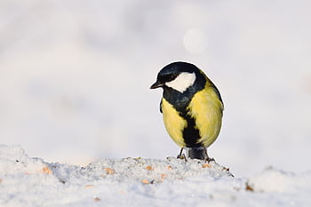 シジュウカラ、 鳥、 冬、 雪、 鳴き鳥、 羽毛、 鳥類学、 座っている、 くちばし、 バードウォッチング、 自然