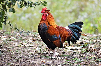 chicken, cockscomb, rooster, landfowl, poultry, bird, nature, plumage, comb, male, crow