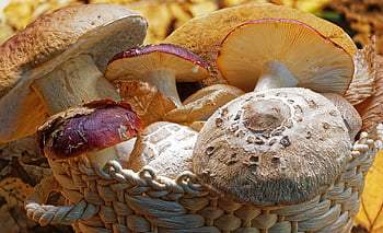 Grzyb, jadalny, pora roku, grzyby, naturalny, surowy, organiczny, bio, zdrowy, wegetariański, świeżość