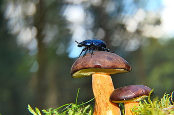 カブトムシ、 昆虫、 アンテナ、 モデル、 ボレテス、 植生、 動物たち、 自然、 外側、 無脊椎動物、 節足動物