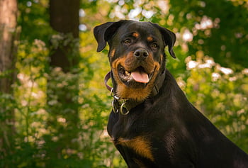 dog, rottweiler, breed, thoroughbred, pet, animal, cute, nature