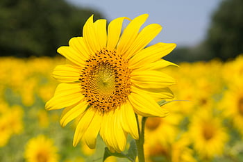 sunflower plant, vibrant yellow sunflower, lush field, symbolizing summer, growth, sunflower field, yellow petals, natural beauty, outdoor scenery, floral photography, summer flowers