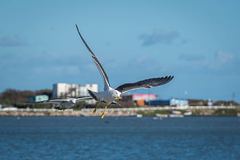seagull, bird, animal, gull, seabird, beak, plumage, feathers, flight, wildlife, nature