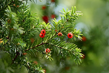 yew, needles, taxus, conifer, evergreen, poisonous, red Berries, tree, shrub, nature, close Up
