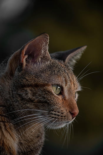 pisică, natură, tabinet, animal de companie, animal, macrou pisică, pisica domestica, mustati, felin, mamifer, drăguţ