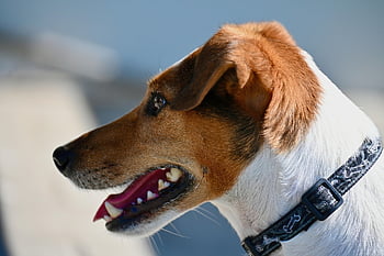 Hund, Jack Russell Terrier, Terrier, Haustier, Schnauze, Tier, Tierfoto, Natur, Tierfotografie, Tierwelt