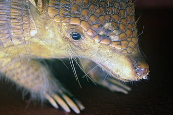 pásovec, obrněný, savec, zvíře, fauna, volně žijících živočichů, tatu, Jižní Amerika, Argentina