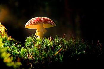 fly Agaric, mushroom, fungus, plants, forests, autumn, nature, closeup
