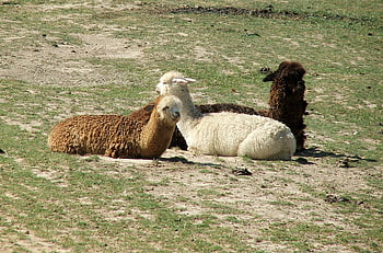 lama, alpaka, zvířat, Peru, srst, Příroda, savec, vlna, krajina, pěkný, plivat