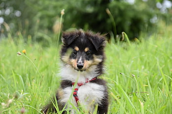 puppy Shetland Sheepdog, shetland Sheepdog, ravenclaw Dog, puppy, sheltie, pet, animal, male Dog, young Dog, domestic Dog, canine