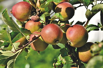albero di mele, Mela, Famiglia delle Pomacee, frutta, albero da frutta, vitamine, ramo, albero, salutare, natura, cibo