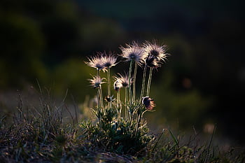 flowers, cow Bells, plants, beautiful Flowers, springtime, flower Wallpaper, flower Background, sunset, spring, nature, dark