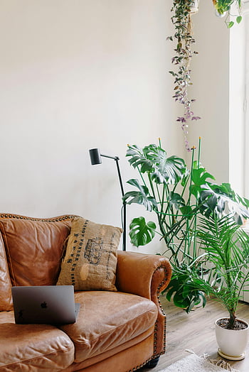 Moderne rom interiør, skinnsofa, laptop, potteplanter, lys stue, koselig interiør, moderne stue, innendørs planter, hjemmedekorasjon, komfortable sitteplasser, innendørs grøntområder