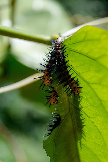 list, housenka, Příroda, hmyz, červ, zelená, larva, volně žijících živočichů, přeměnit, listy, biologie