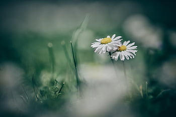 sedmikrásky, květiny, bílé sedmikrásky, bílé květy, květ, flóra, Příroda, hd tapetu, krásné květiny, bokeh, jaro