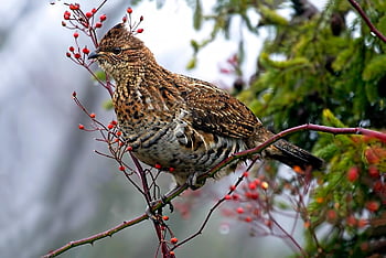 pták, potrhaný tetřev, zobák, peří, ptačí, Příroda, les, smrk grouse