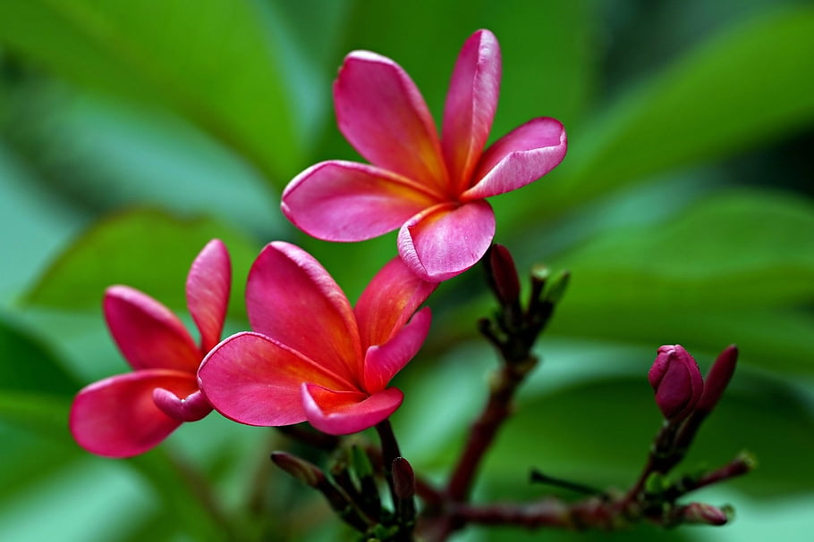 plumeria, květiny, přírodní pozadí, flóra, krásná tapeta, Zdarma pozadí, keře, květinové pozadí, tropický, tapety hd, tapety na plochu