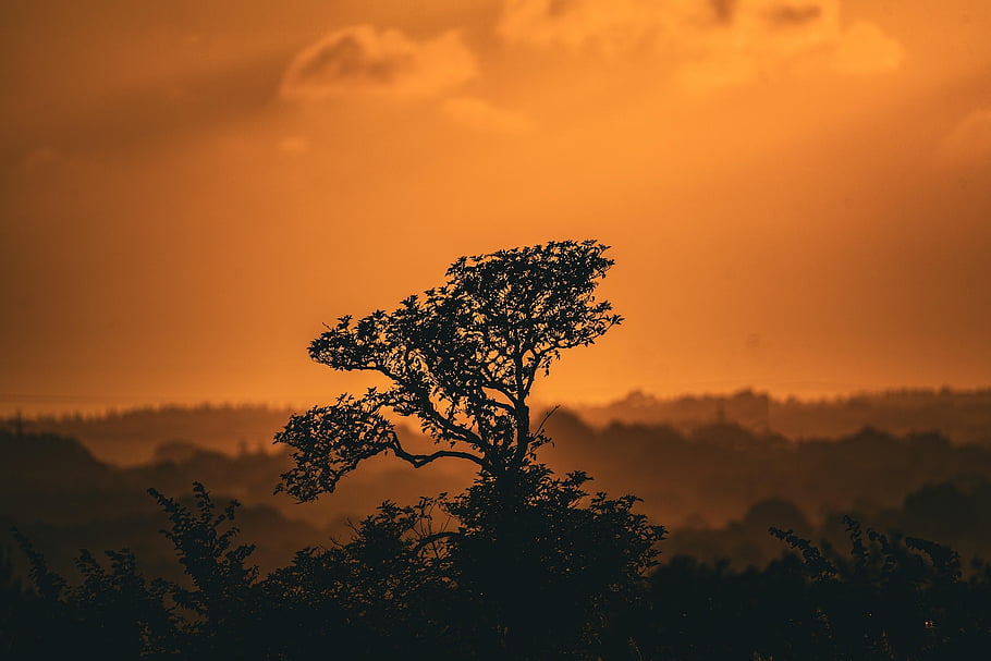 sky, trees, sunset, twilight, dusk, nature, forest, landscape, yellow Sky, yellow, alone Tree