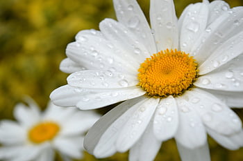 daisy, marguerite, flower, leucanthemum, plant, petals, bloom, raindrop, blossom, nature, wildlife
